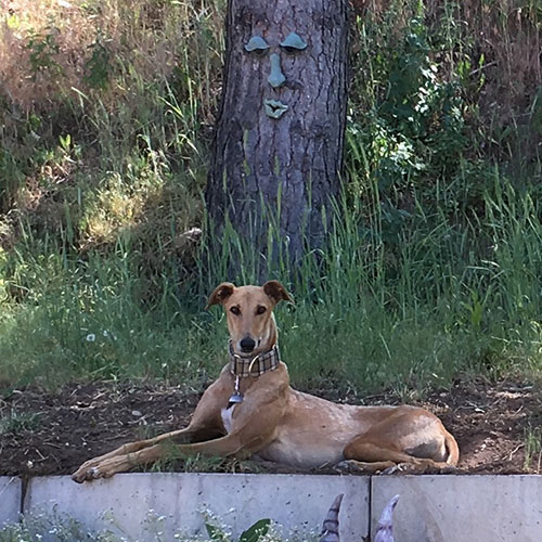 Which way did they go?