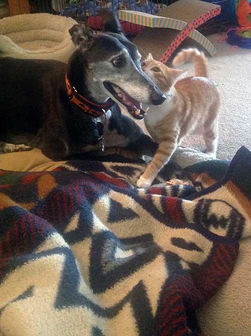 Cat tolerant Draco with Cheddar